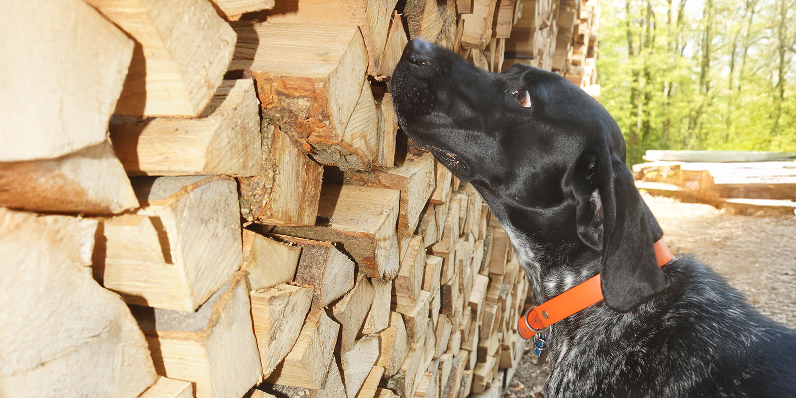 Hundegestützte Begleitung
