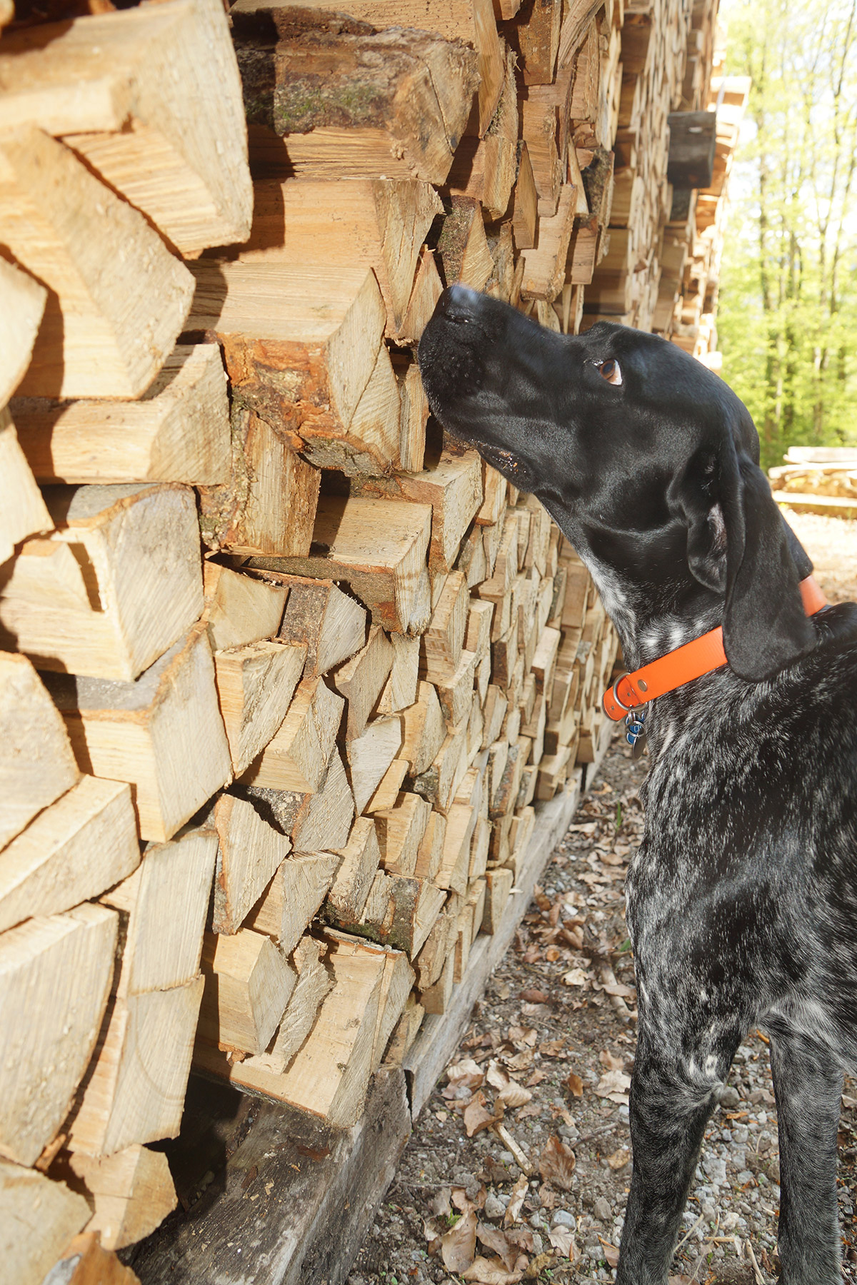 Hundegestützte Begleitung